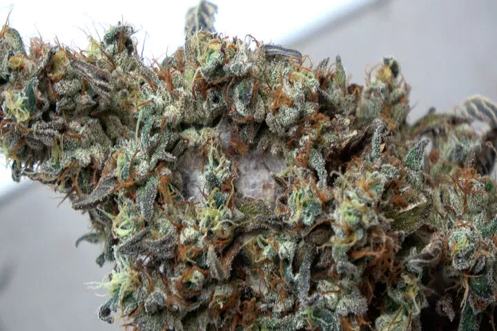 why bud rot happens