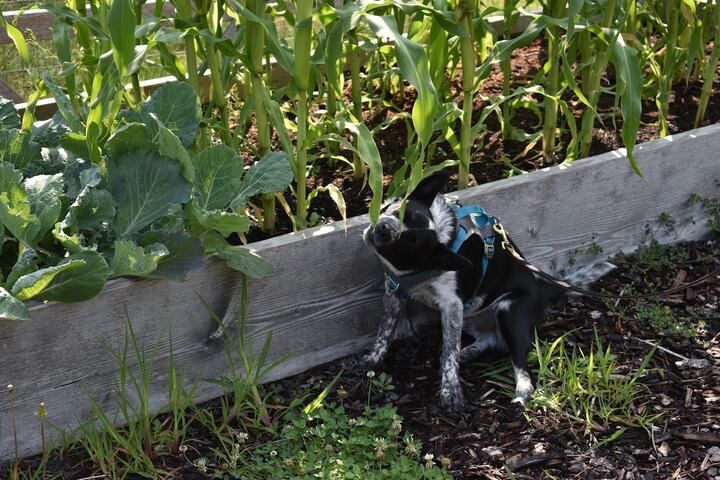 building your own containers saves money