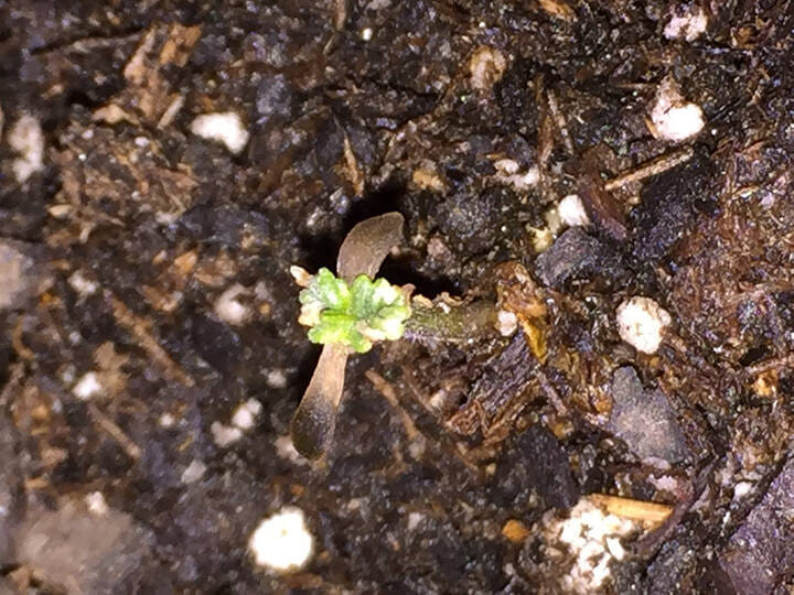 cannabis can cover from mild light burn