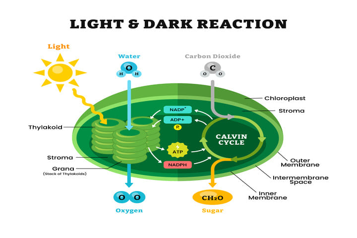 calvin cycle diagram