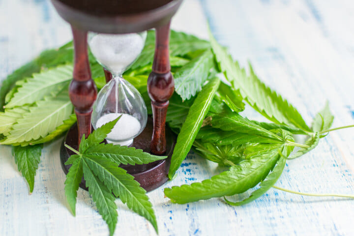 understanding autolfowering cannabis