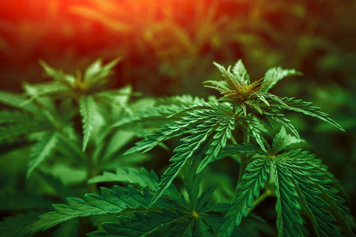 beginner growers shoud choose strains carefully