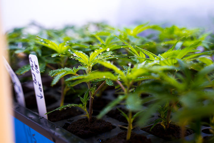 the basics of cloning cannabis