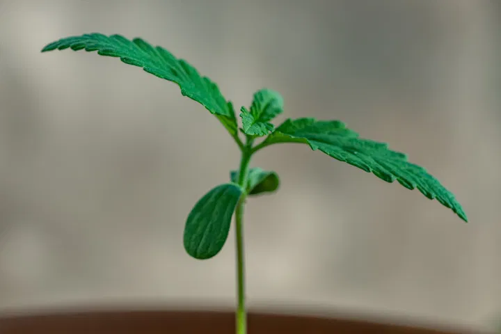 what are cotyledons