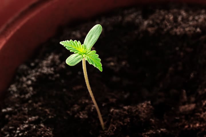 cotyledons seedling stage of growing weed