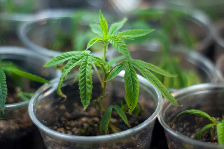 taking cuttings for clones