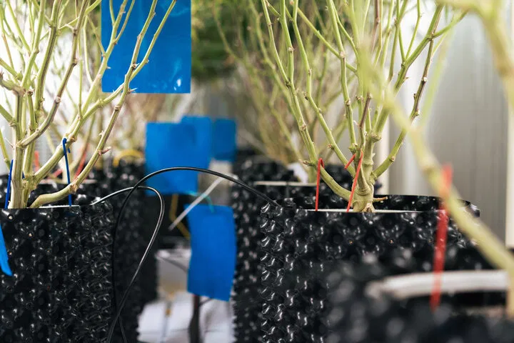 drip irrigation for better watering