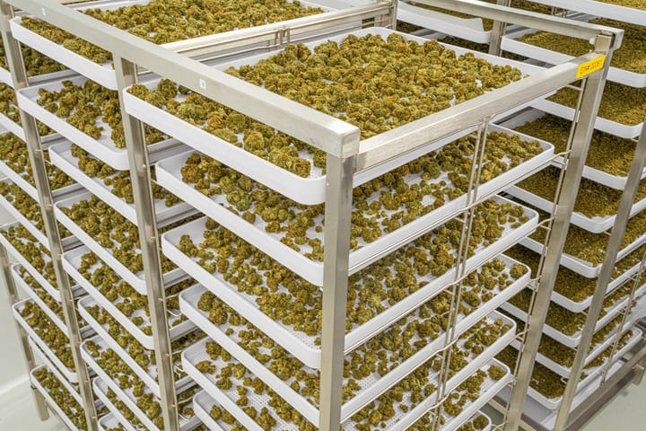 cannabis drying racks