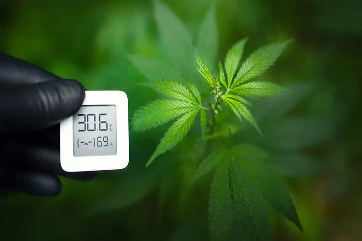 common grower mistakes environment