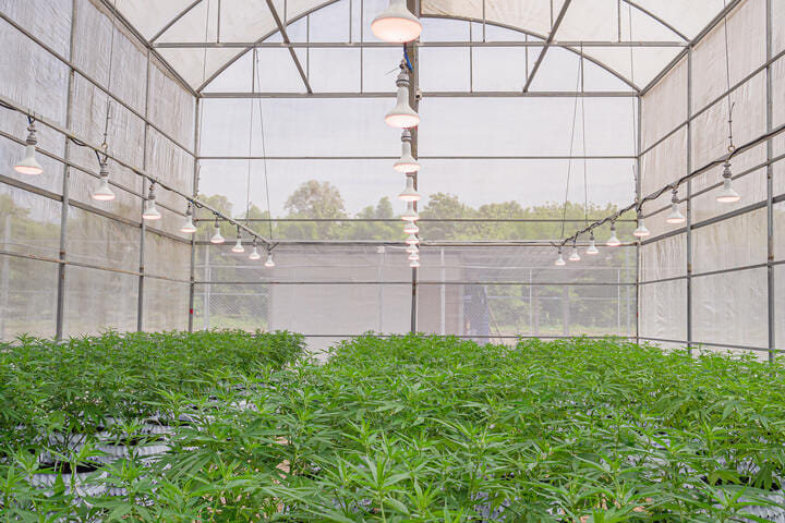 cannabis greenhouse setup