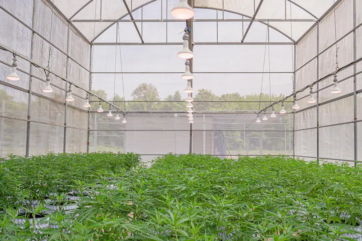 cannabis greenhouse setup