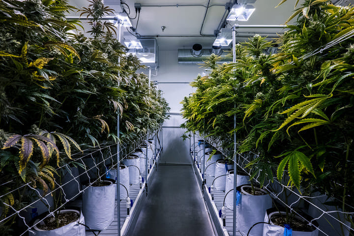 best conditions for quality weed buds