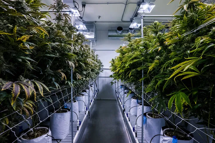 best conditions for quality weed buds