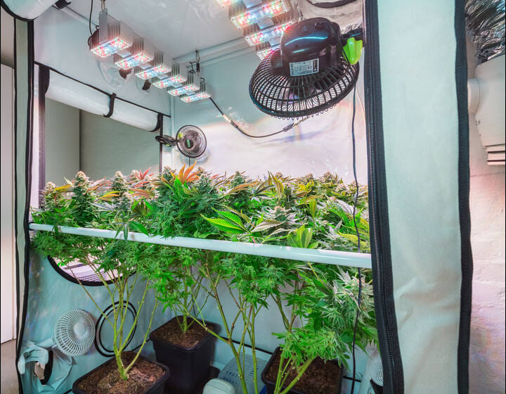 the cannabis grow tent