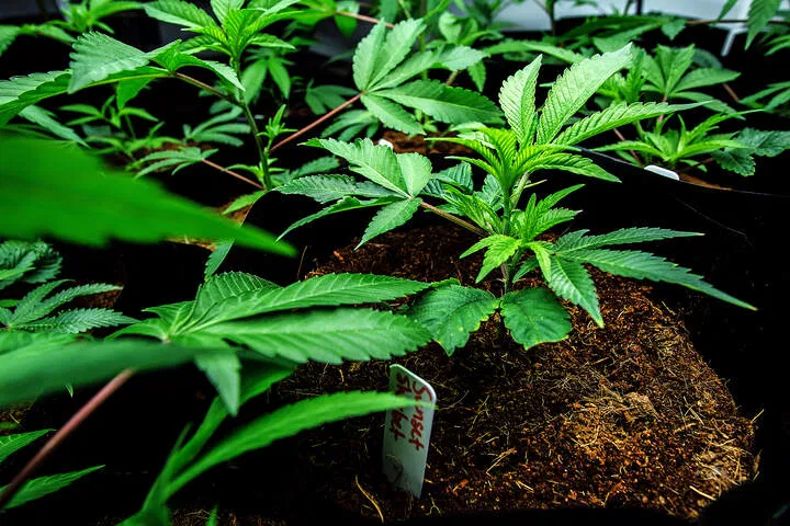 coco coir provides great drainage for cannabis