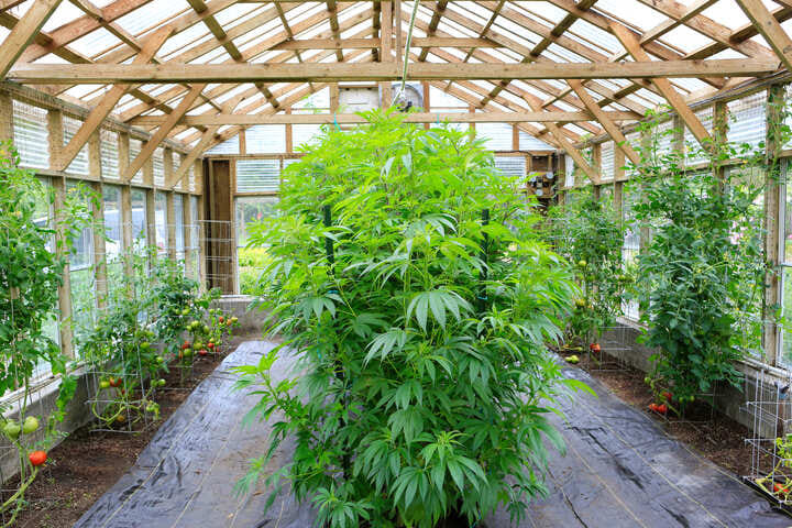 growing cannabis in a greenhouse
