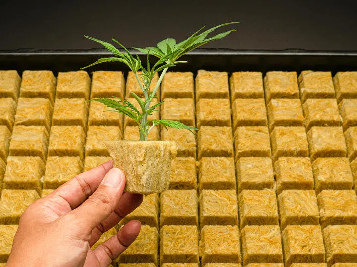 rockwool is an alternative medium for cannabis
