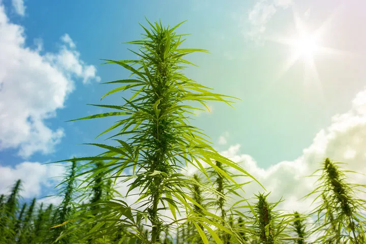 how to protect cannabis against heat