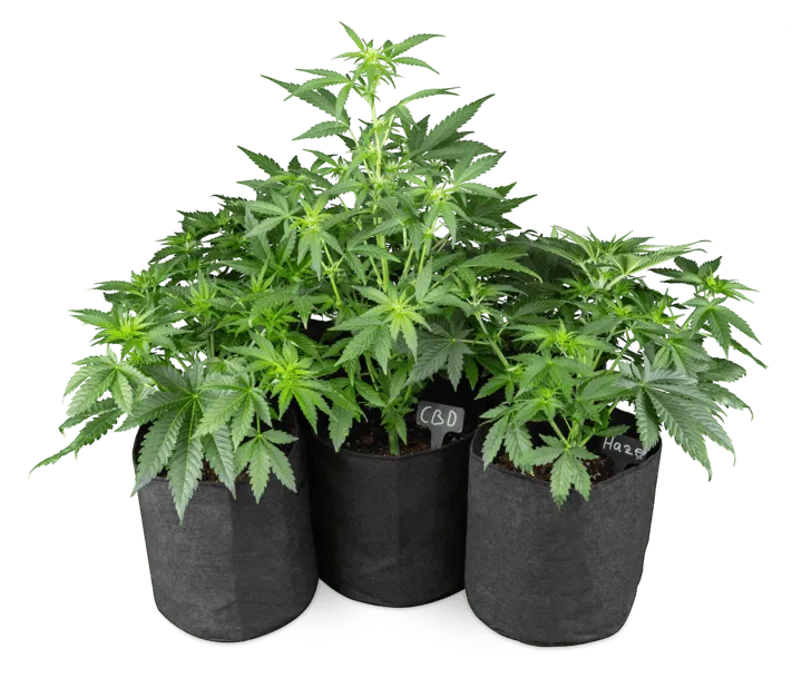 hotw to protect cannabis from heat