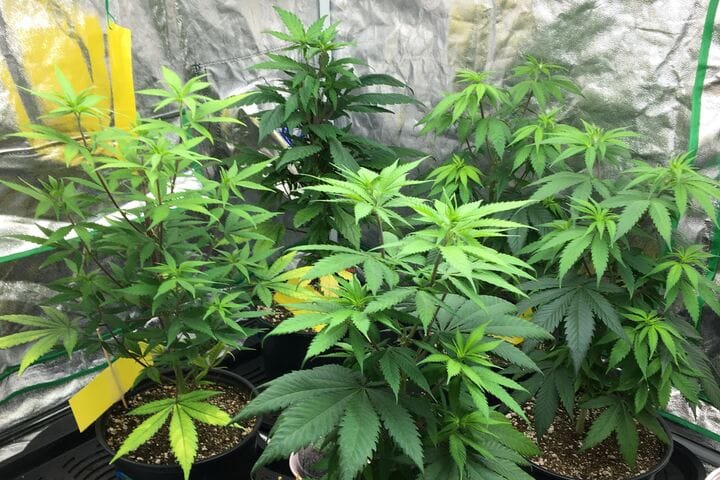 vegetative stage of growing weed