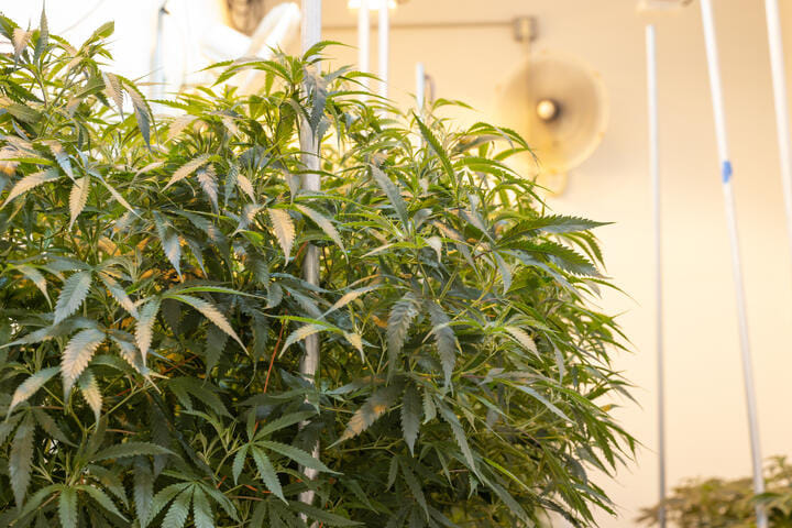 why cannabis plants needs airflow