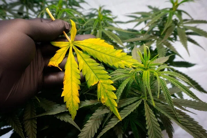 common grower mistakes light burn