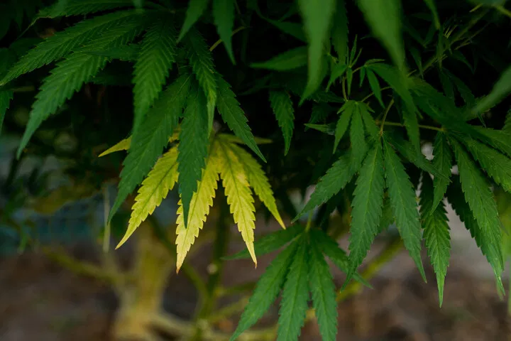 signs of cannabis nitrogen deficiency
