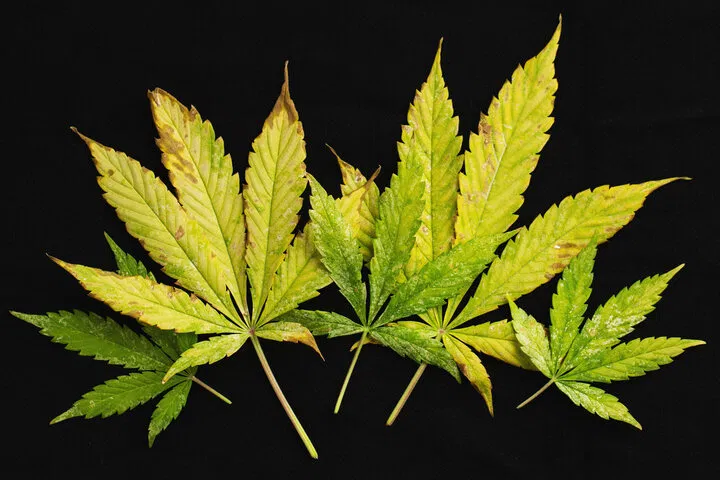 cannabis nutrient burn