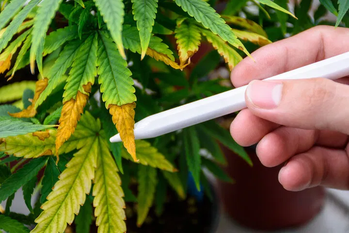 identifying problems in outdoor cannabis