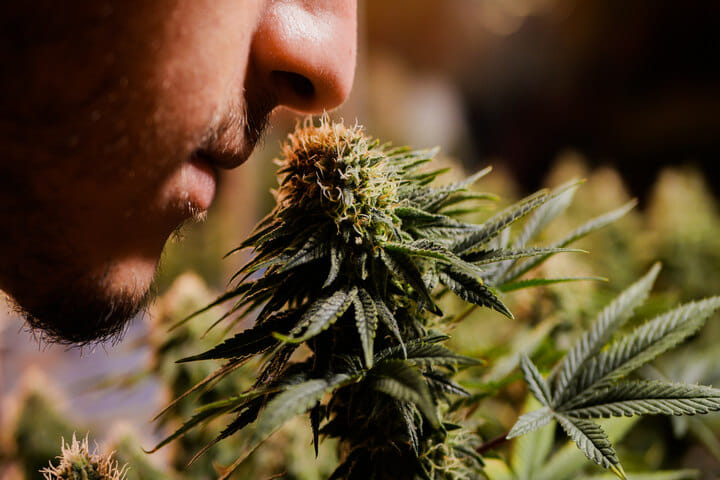 master cannabis odour control with this tip
