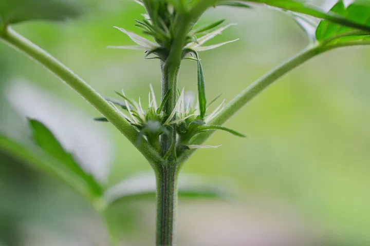 cannabis pistils