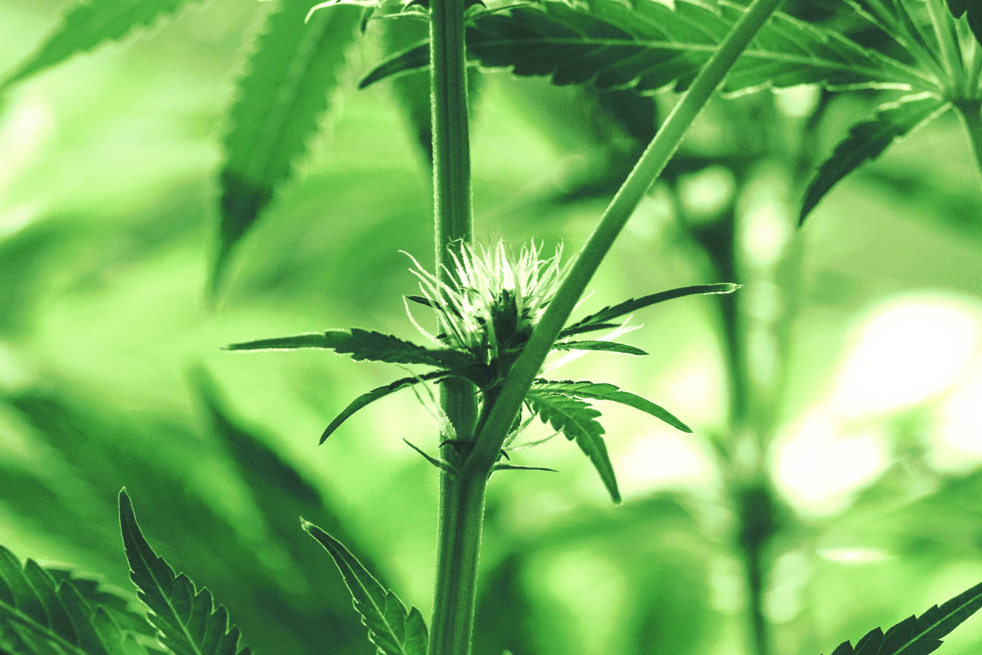 early flowering cannabis