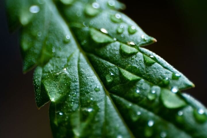 check your soil pH daily