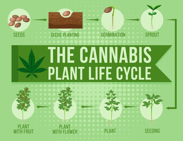 cannabis life cycle infographic