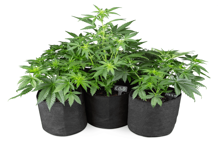 what to do with plant pots after cannabis harvest