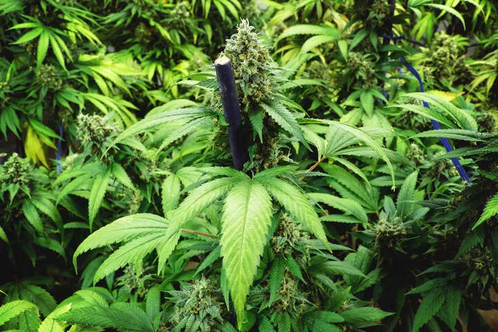 cannabis plant supports for best outdoor grow setup