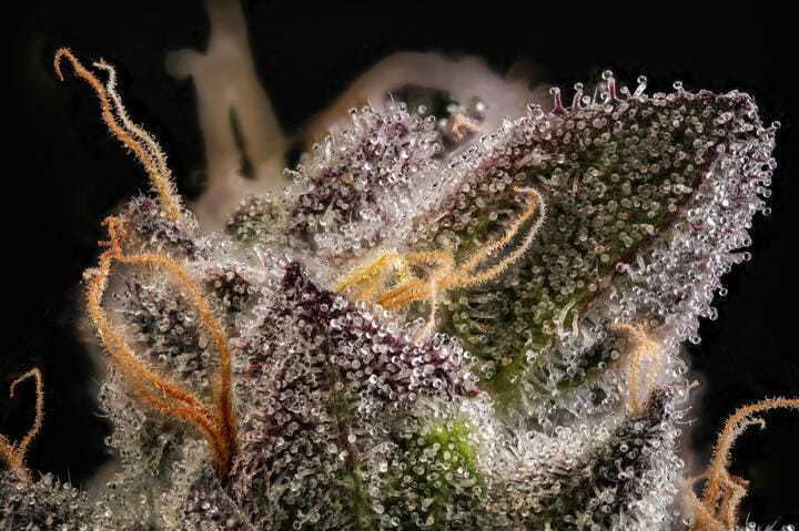 THC is found in cannabis trichomes
