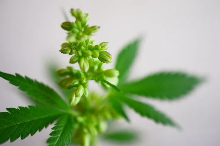 sex cannabis in pre-flowering