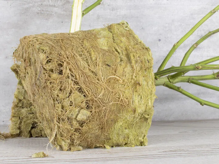 uses for cannabis root balls