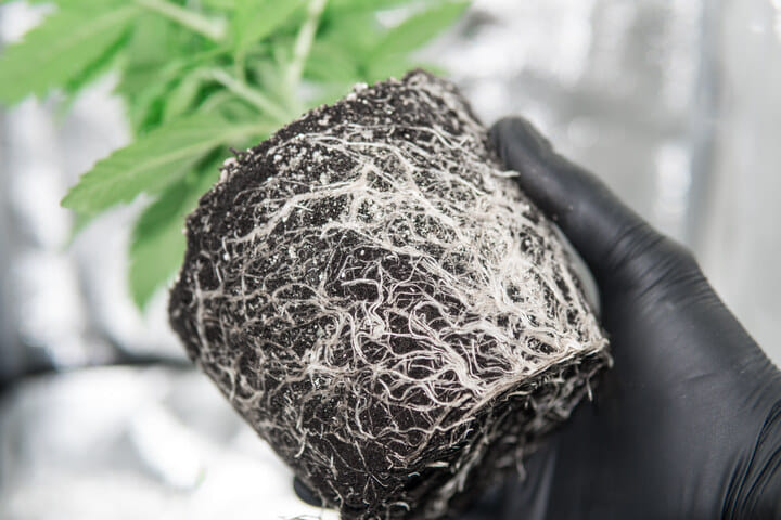 roots develop faster in autos