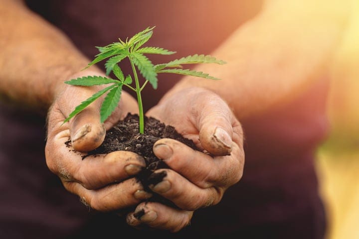 cannabis cultivation is now legal in south africa