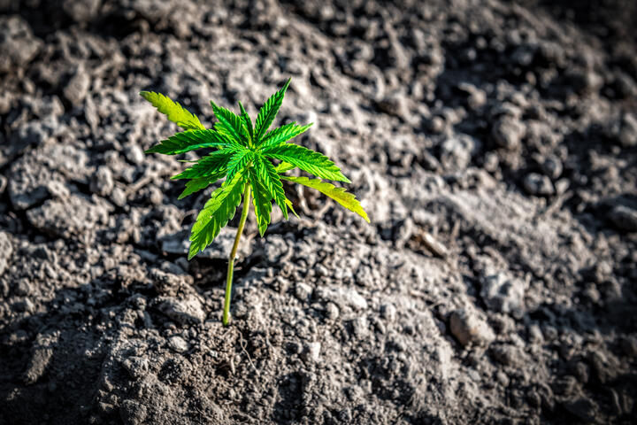 cannabis in the seedling stage