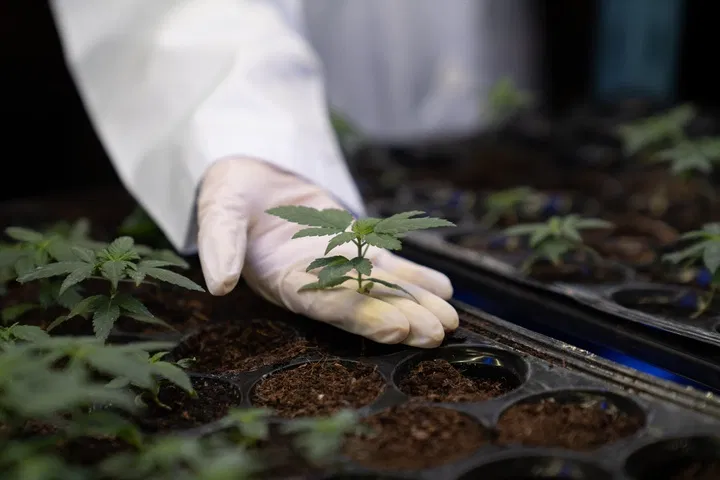 get a cannabis seedling tray