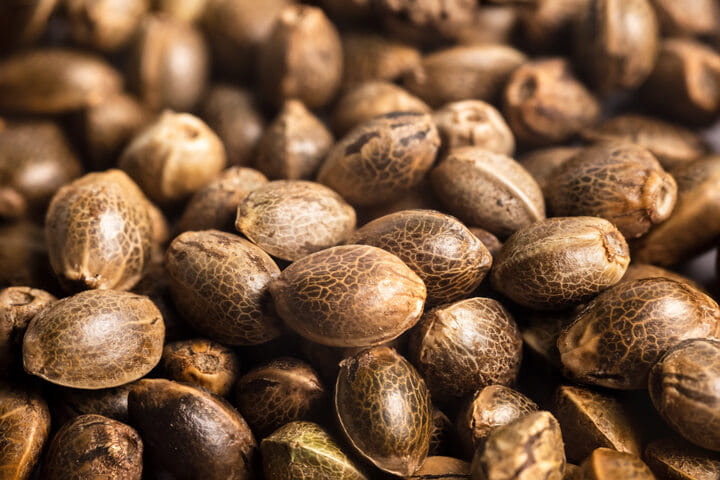 regular cannabis seeds are indistinguishable from feminised