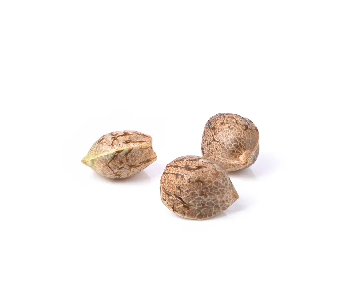 cannabis seeds before germination