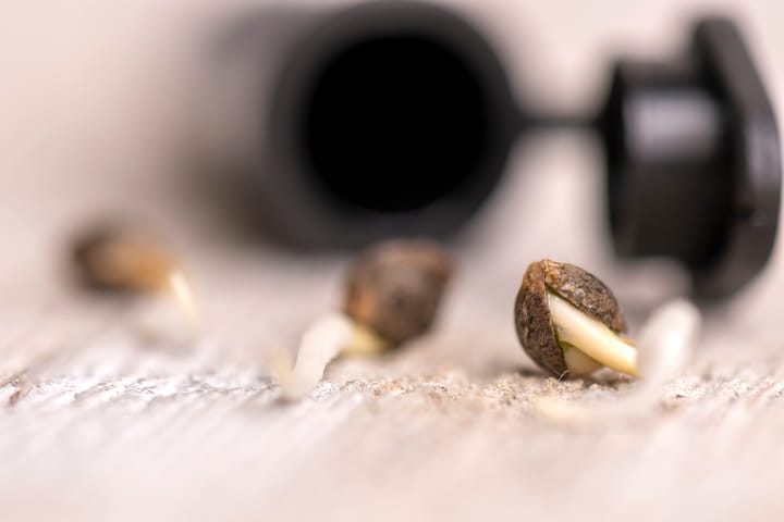germinate your cannabis seeds