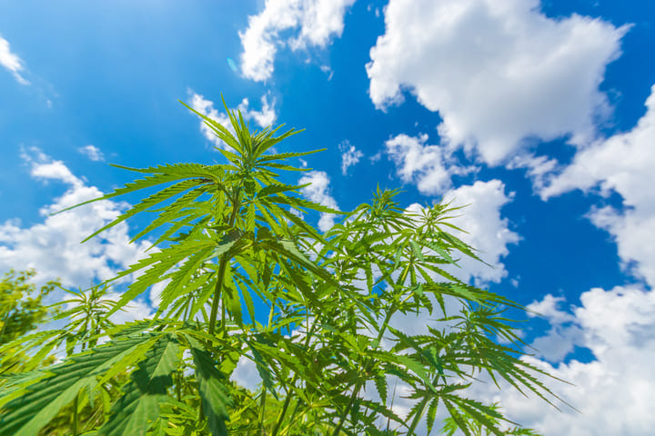 stages of growing weed stretch phase