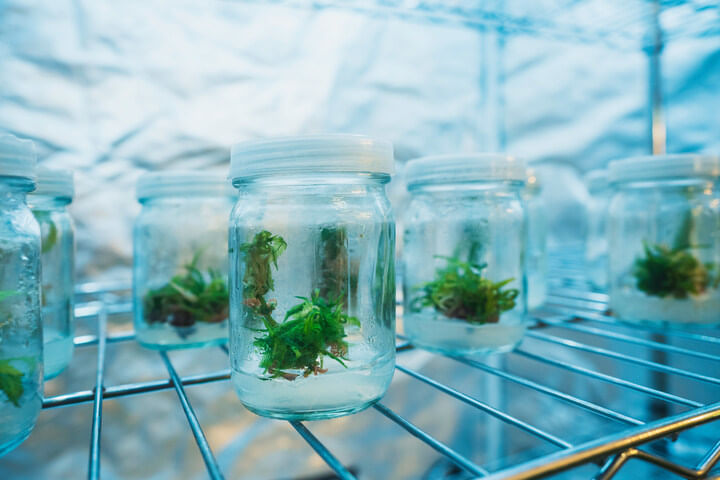 tissue culture is the future of cloning