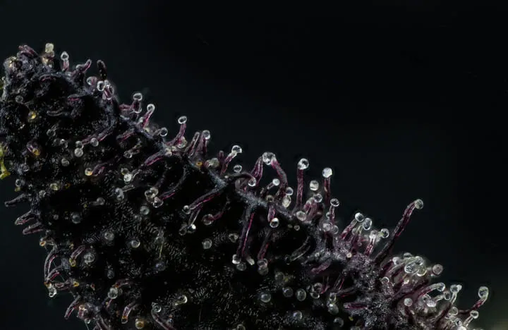 capitate stalked trichomes for washing