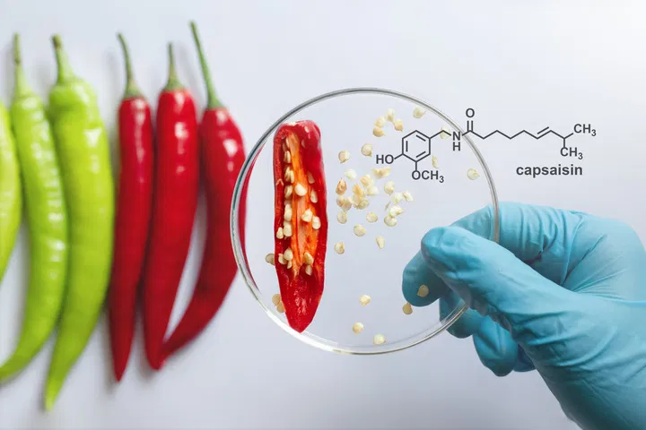 capsaicin for cannabis hyperemesis syndrome